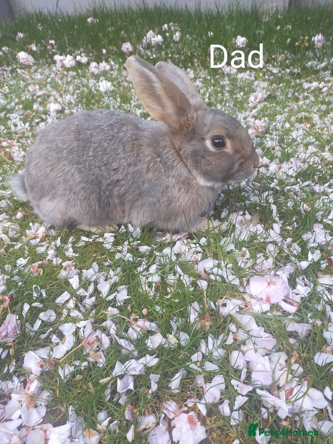 Netherland Dwarf rabbits for sale: Beautiful mixed boy dwarf boys - Image 9