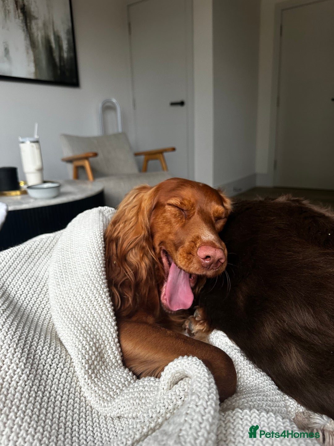 Cocker Spaniel dogs for stud: STUD - Working Cocker Spaniel - Image 22