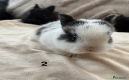 Netherland Dwarf rabbits for sale: 6 Adorable Netherland Dwarf Bunnies  - Image 4
