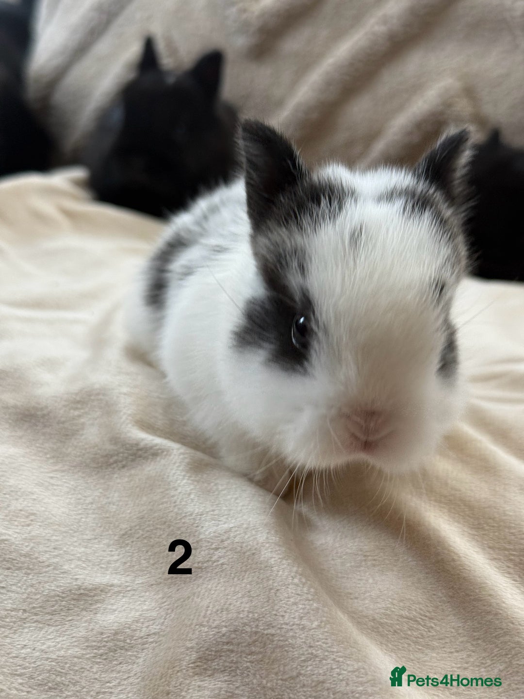 Netherland Dwarf rabbits for sale: 6 Adorable Netherland Dwarf Bunnies  - Image 4