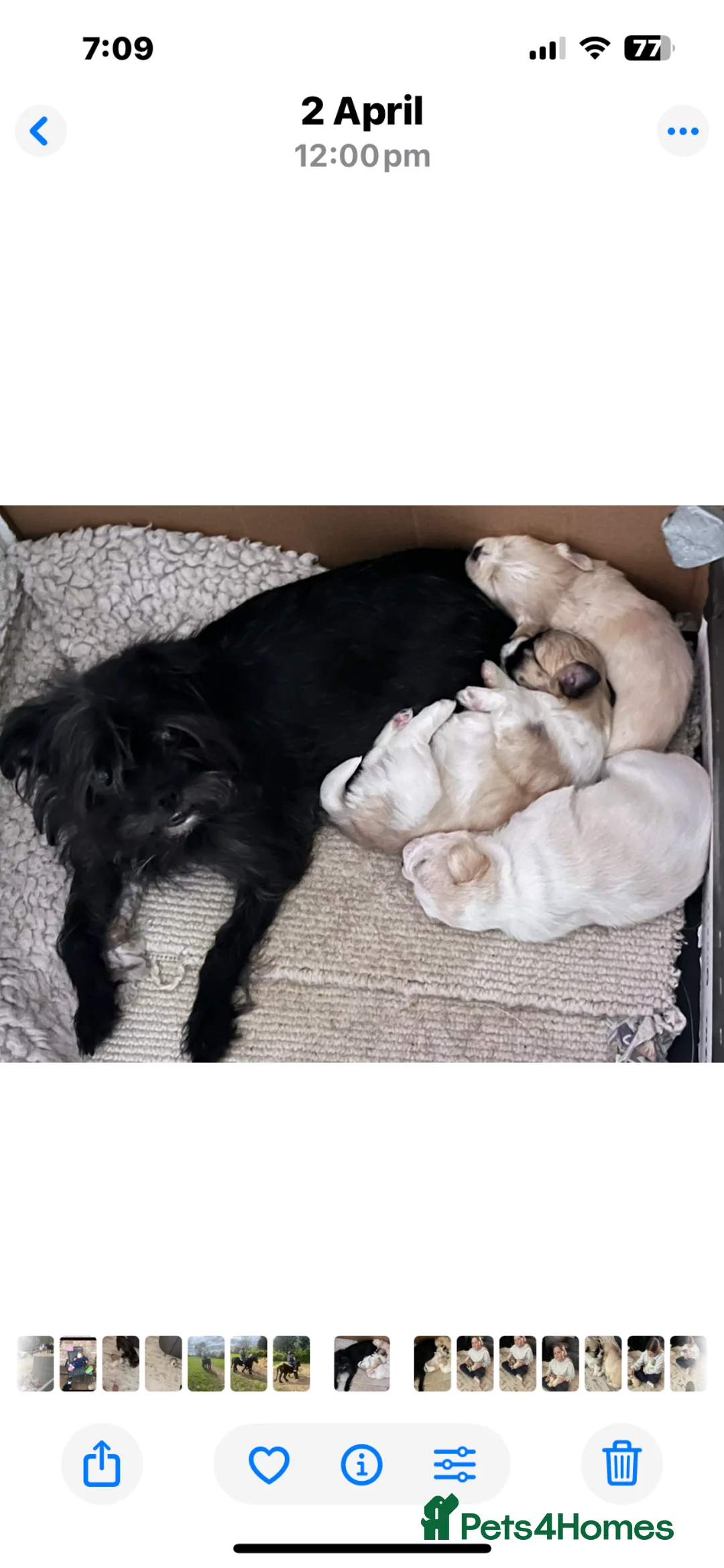Mixed Breed dogs for sale: POMCHI X BABIES  - Advert 16