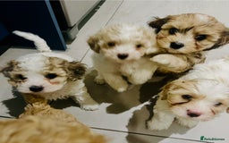 Cavapoochon dogs for sale: 6 beautiful Cavapoochons for sale. Wilmslow. - Image 28