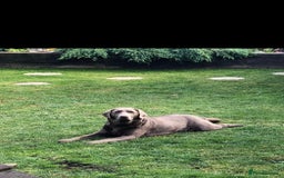 Labrador Retriever dogs for sale: Kc Silver & Charcoal Lab Puppies - Image 4