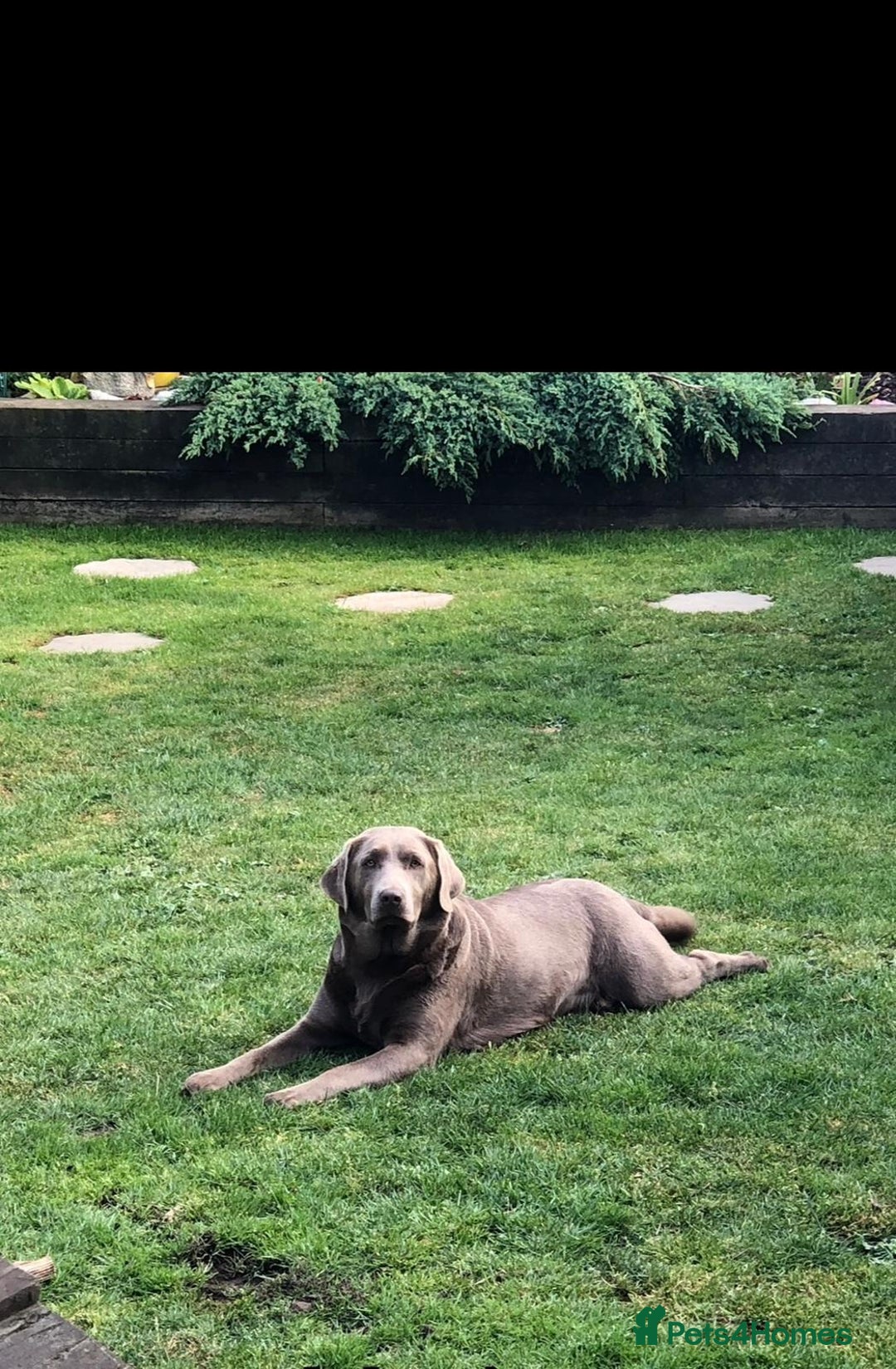 Labrador Retriever dogs for sale: Kc Silver & Charcoal Lab Puppies - Image 4