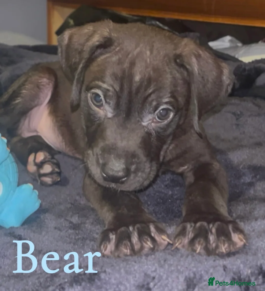 Presa Canario dogs for sale: Beautiful presa canarios puppies in Birmingham - Advert 3