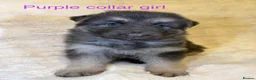 German Shepherd dogs for sale: RARE BLUE GERMAN SHEPHERD PUPPIES KC - Advert 7