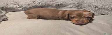 Miniature Dachshund Puppy 2