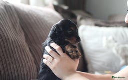 Miniature Dachshund dogs for sale: Male Miniature Dachshund Puppy  - Image 2