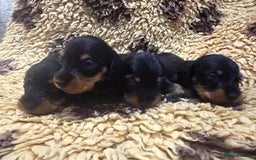 Miniature Dachshund dogs for sale: 5⭐️ licensed Miniature Wirehaired Dachshund  - Image 2