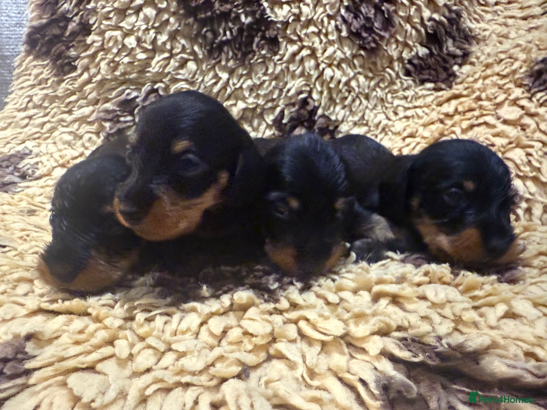 Miniature Dachshund dogs for sale: 5⭐️ licensed Miniature Wirehaired Dachshund  - Image 2