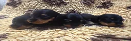 Miniature Dachshund dogs for sale: 5⭐️ licensed Miniature Wirehaired Dachshund  - Advert 2