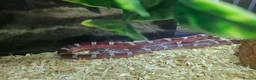 Corn Snake reptiles for sale: Pied cornsnake baby  - Advert 4