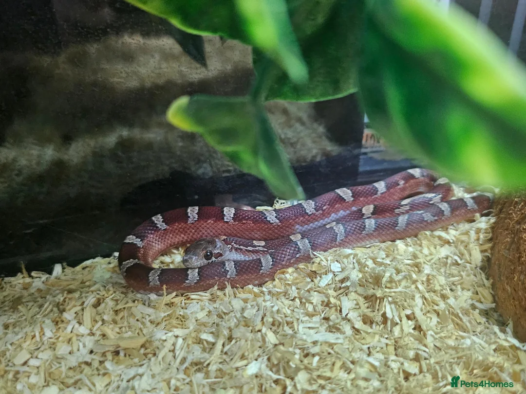 Corn Snake reptiles for sale: Pied cornsnake baby  - Advert 4