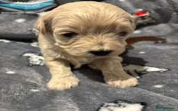 Maltipoo dogs for sale: Maltipoo puppies  - Image 9