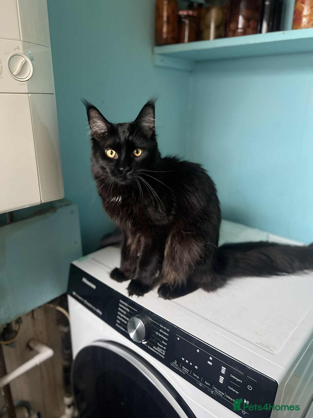 Maine Coon cats for sale: Beautiful Maine Coon Mix  - Image 13