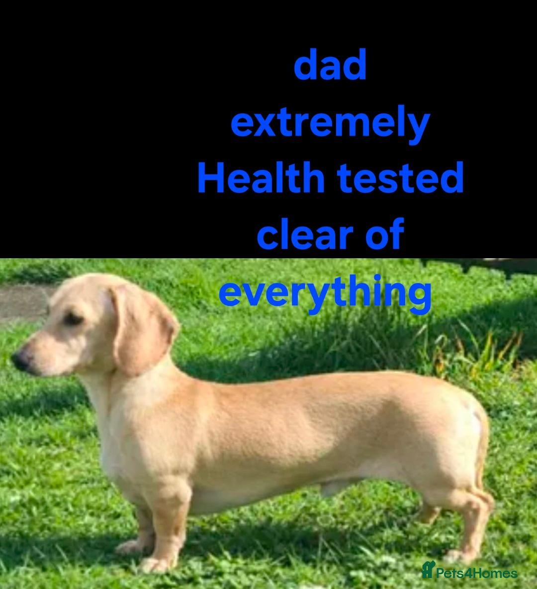 Miniature Dachshund dogs Can go KC reg PRA CLEAR MINIATURE DACHSHUND - Advert 1