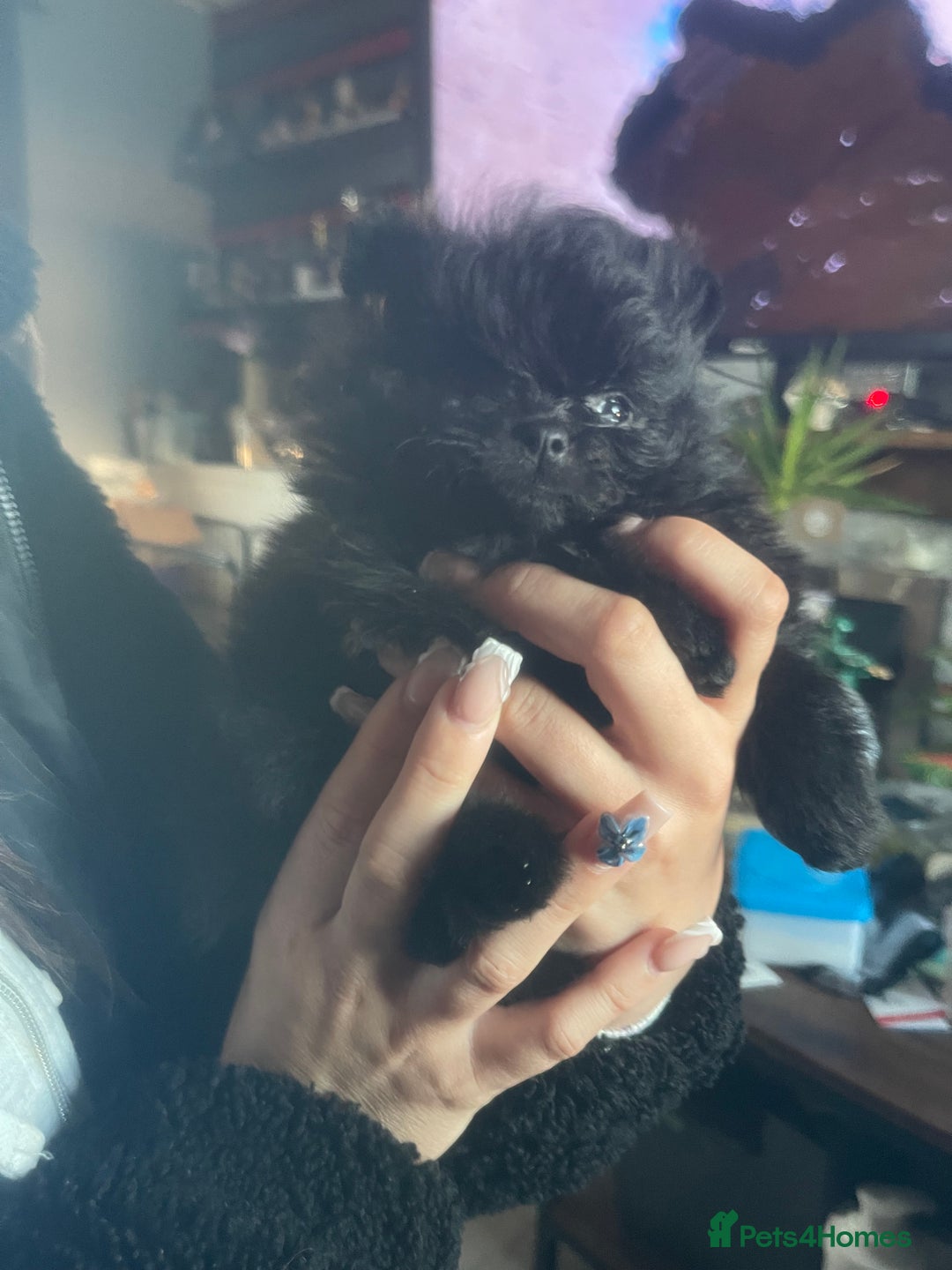 Pomeranian dogs for sale: Stunning KC reg Pomeranians  - Image 7