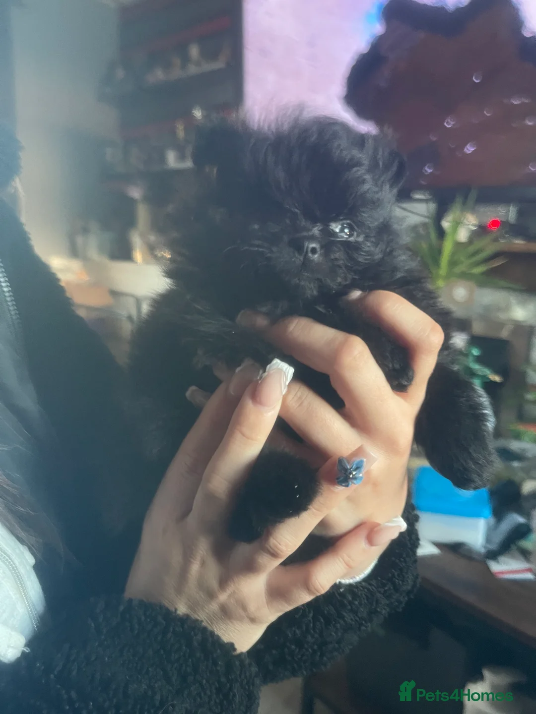 Pomeranian dogs for sale: Stunning KC reg Pomeranians 🌟REDUCED🌟 - Advert 6