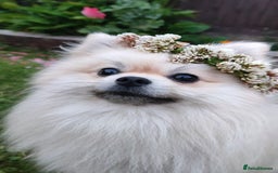 Pomeranian dogs for stud: Cream Pomeranian Stud Bersy in Preston - Image 1