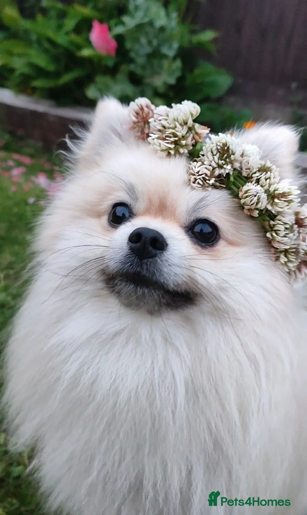 Pomeranian dogs for stud: Cream Pomeranian Stud Bersy in Preston - Advert 1