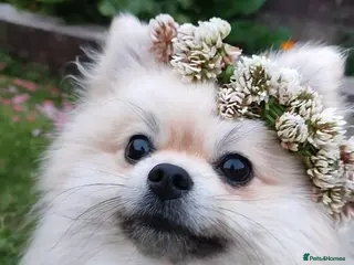 Pomeranian dogs Cream Pomeranian Stud Bersy in Preston - Advert 5