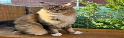 Maine Coon cats for sale: Stunning cat female Maine Coon black ticked tabby - Advert 1