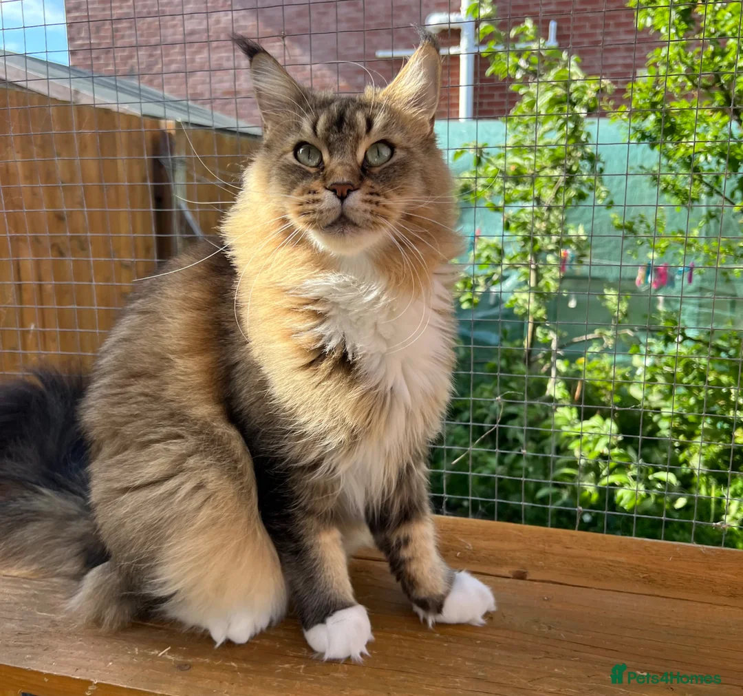 Maine Coon cats for sale: Stunning cat female Maine Coon black ticked tabby - Advert 1