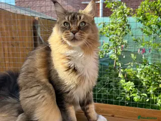 Maine Coon cats Stunning cat female Maine Coon black ticked tabby - Advert 1