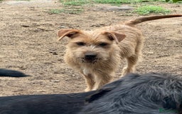 Mixed Breed dogs for adoption: Sweet Sunny Needs LOVE - Image 15