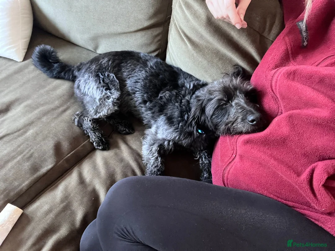 Mixed Breed dogs for sale: Calvin, 5 year old sweet boy looking for new home - Advert 14