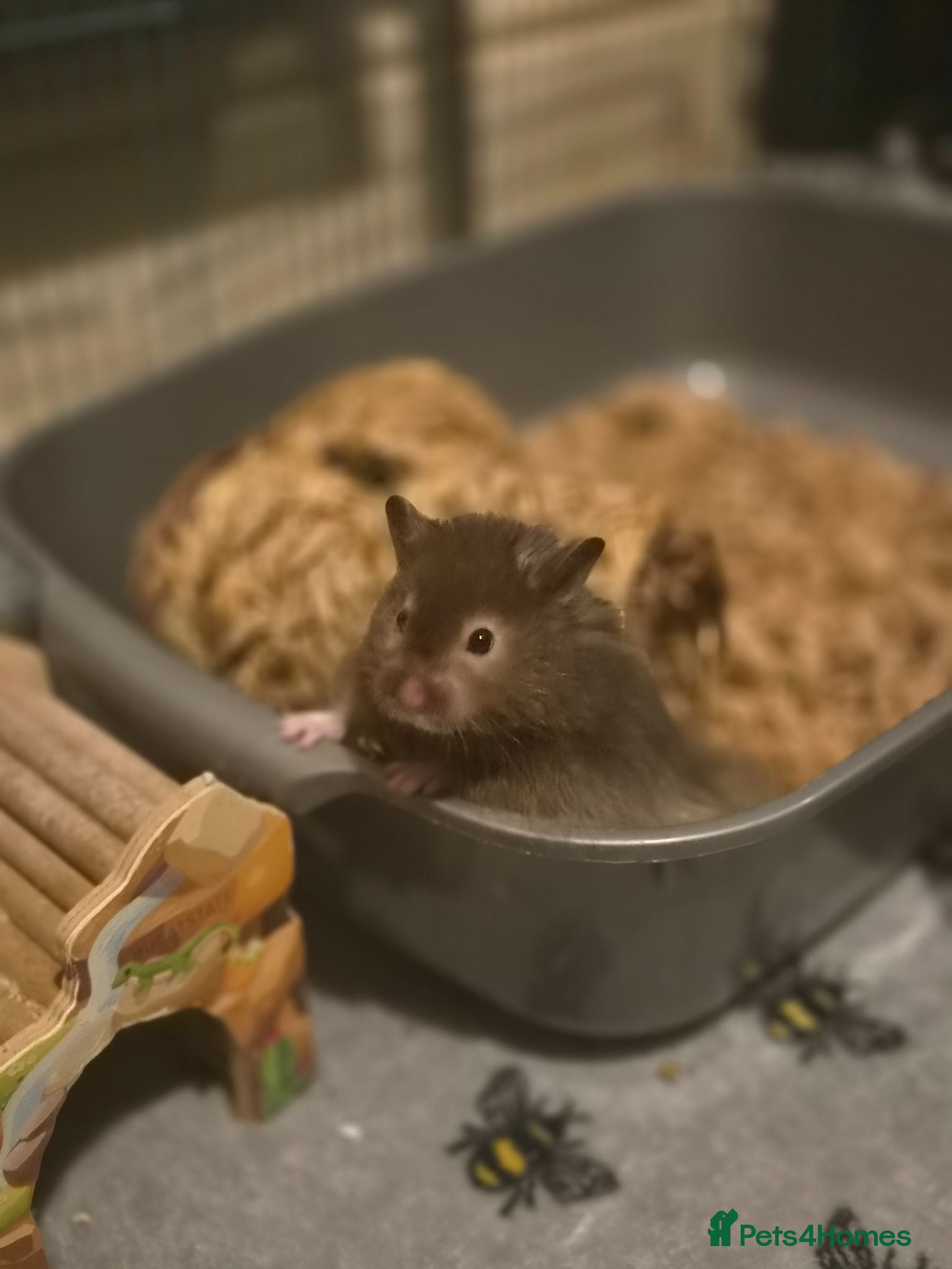 Hamster rodents Male Long Haired Pedigree Syrian Hamster Pups  - Advert 2