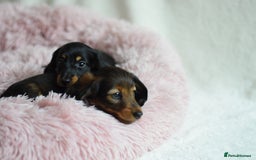 Miniature Dachshund dogs for sale: Gorgeous Longhair Miniature Dachshund Girls - Image 37