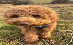 Cockapoo dogs for stud: Tommy  - Image 5