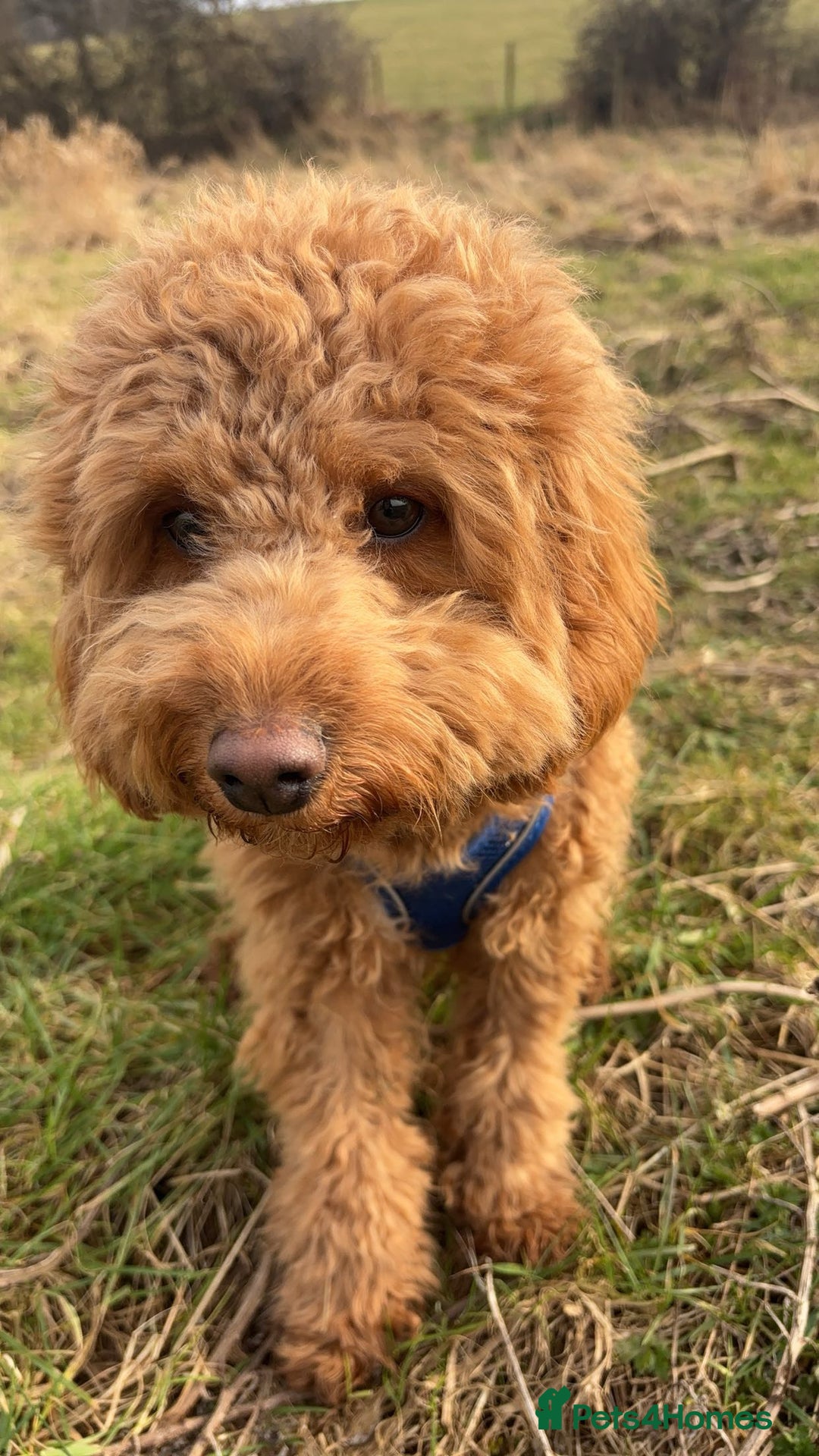 Cockapoo dogs for stud: Tommy  - Image 5