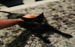 Bombay cats for sale: Female cat age 2  - Image 1