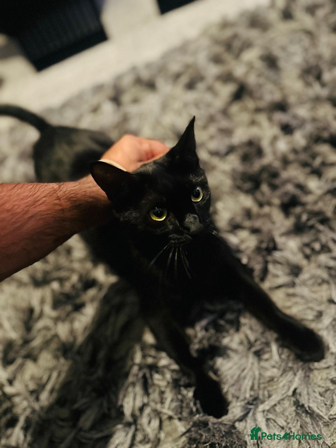 Bombay cats for sale: Female cat age 2  - Image 1