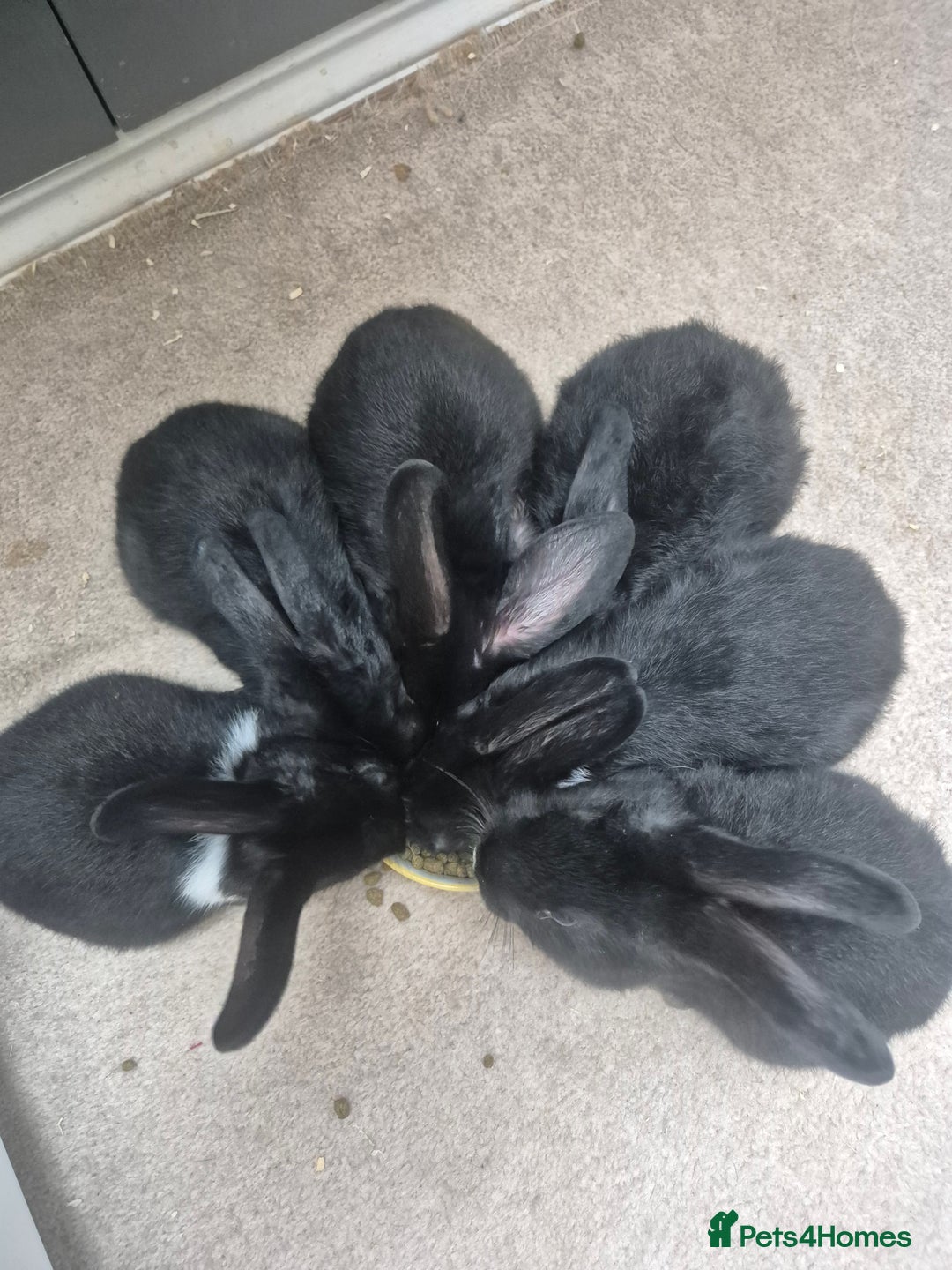 Mini Lop rabbits for sale: 5 Black and White Dutch x Mini Lop Babies - Advert 11