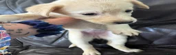 Mixed Breed dogs for sale: 7 beautiful siberian husky x labrador puppies - Advert 25