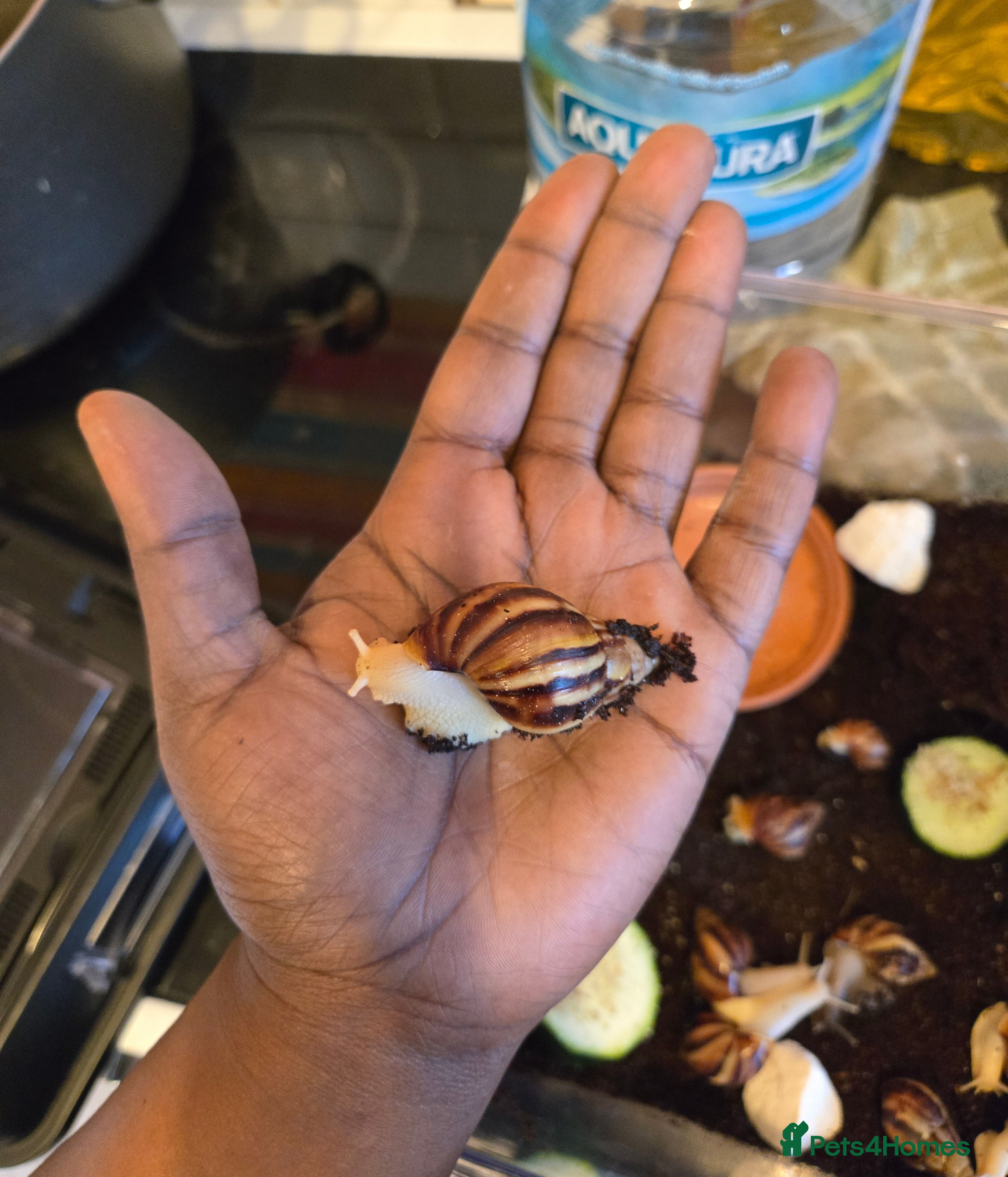 Snails invertebrates Juvenile african snails  in Milton Keynes - Advert 1