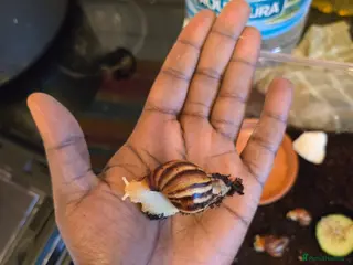 Snails invertebrates Juvenile african snails in Milton Keynes - Advert 1