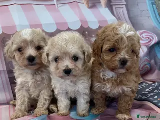 Maltipoo dogs Stunning litter of maltipoo Puppies - Advert 2