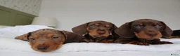 Miniature Dachshund dogs for sale: Miniature Dachshund puppies  - Advert 10