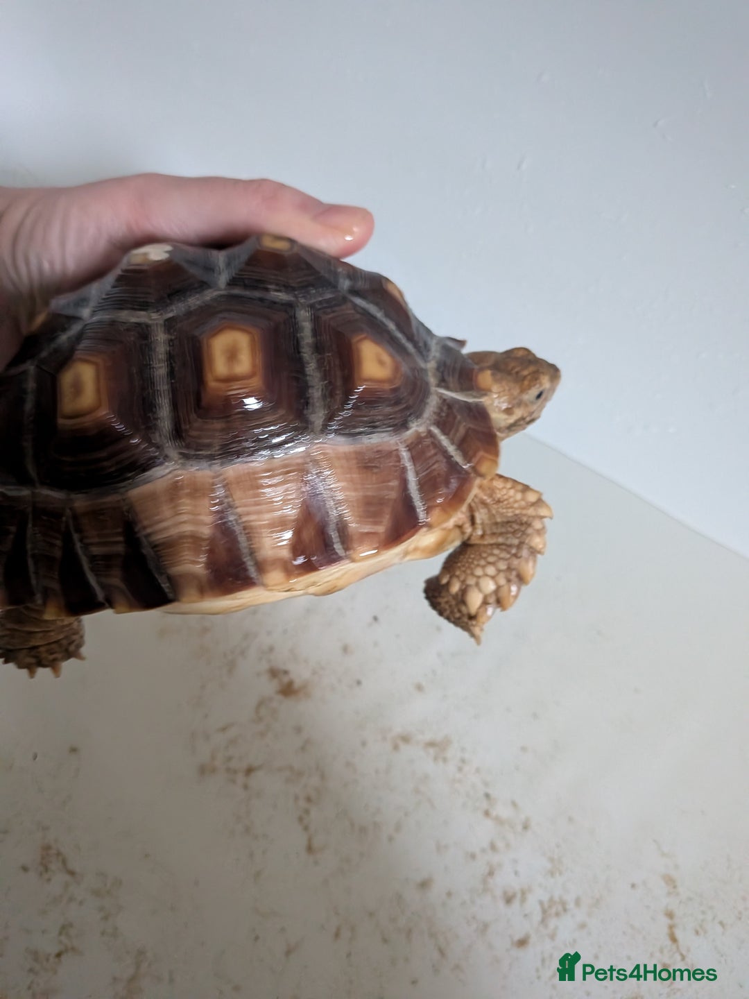 Tortoise reptiles for sale: 2 x 1 year old sulcata tortoises sold Separately  - Advert 4