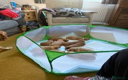 Australian Labradoodle dogs for sale: Australian Labradoodle Puppies F1b - Image 24