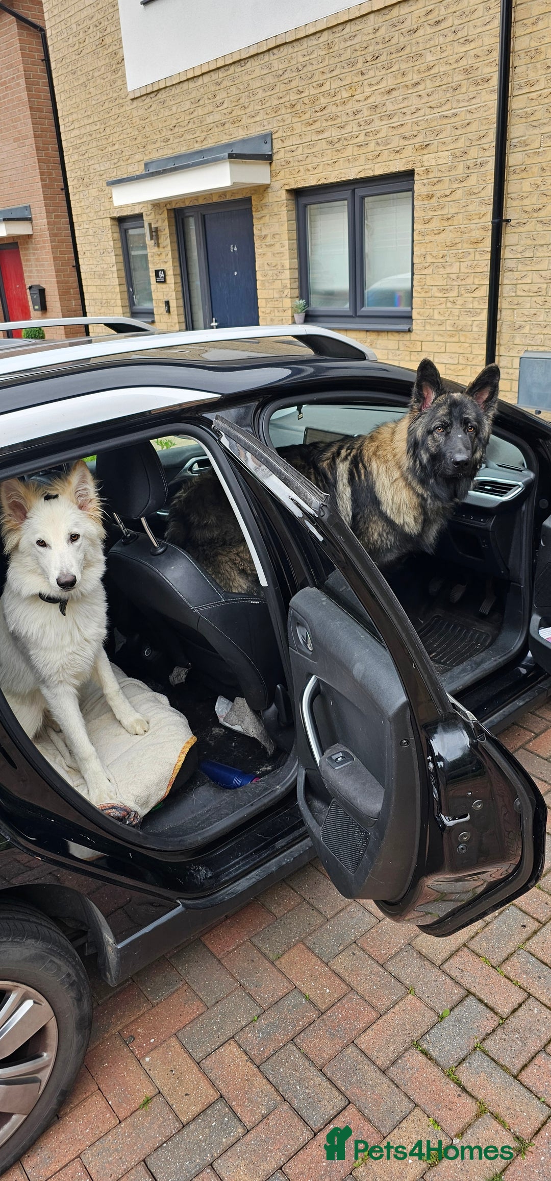 German Shepherd dogs for sale: ACE AND LUNA - Image 10