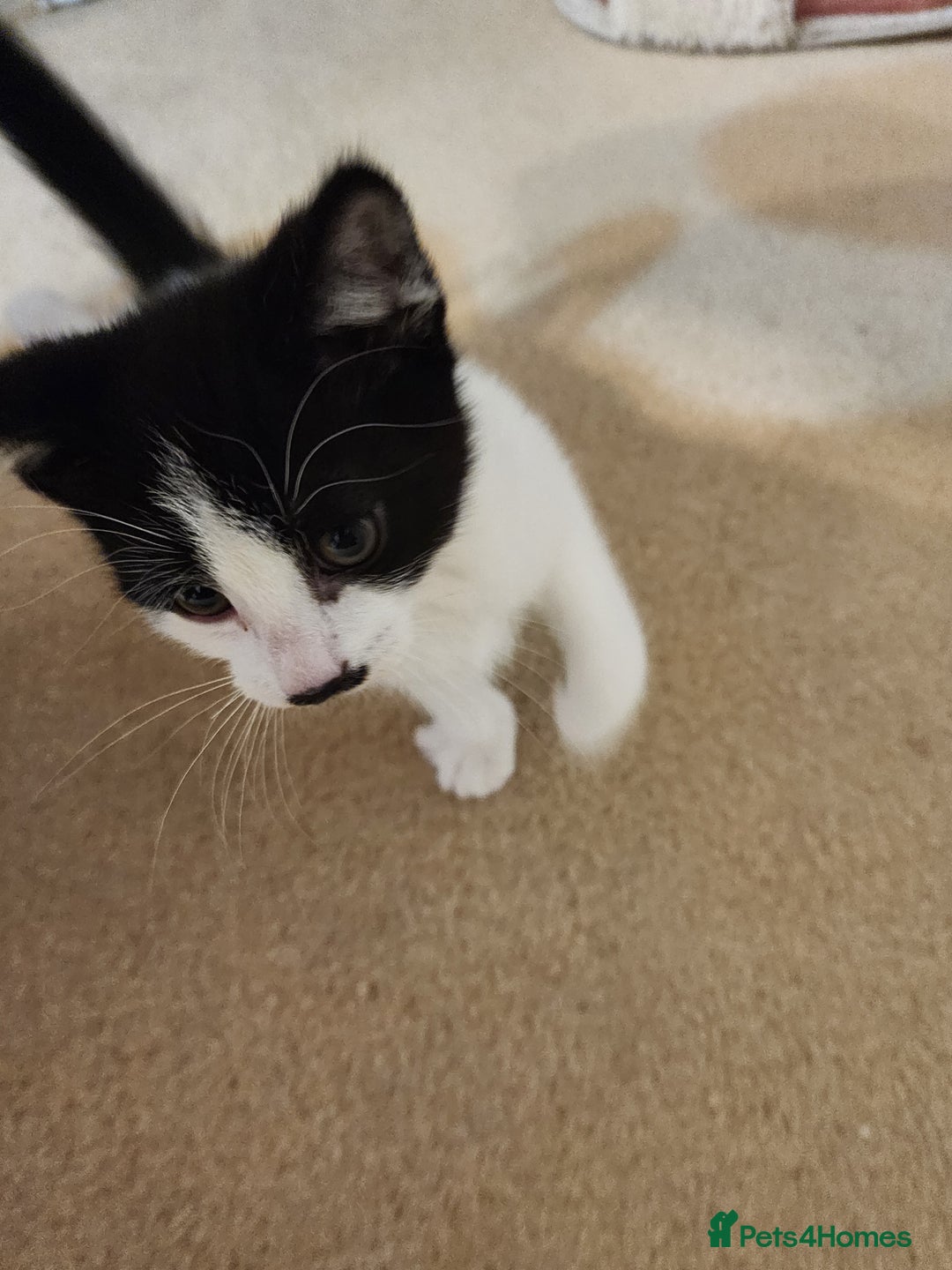 Mixed Breed cats for sale: Three playful mixed breed kittens for sale - Advert 4