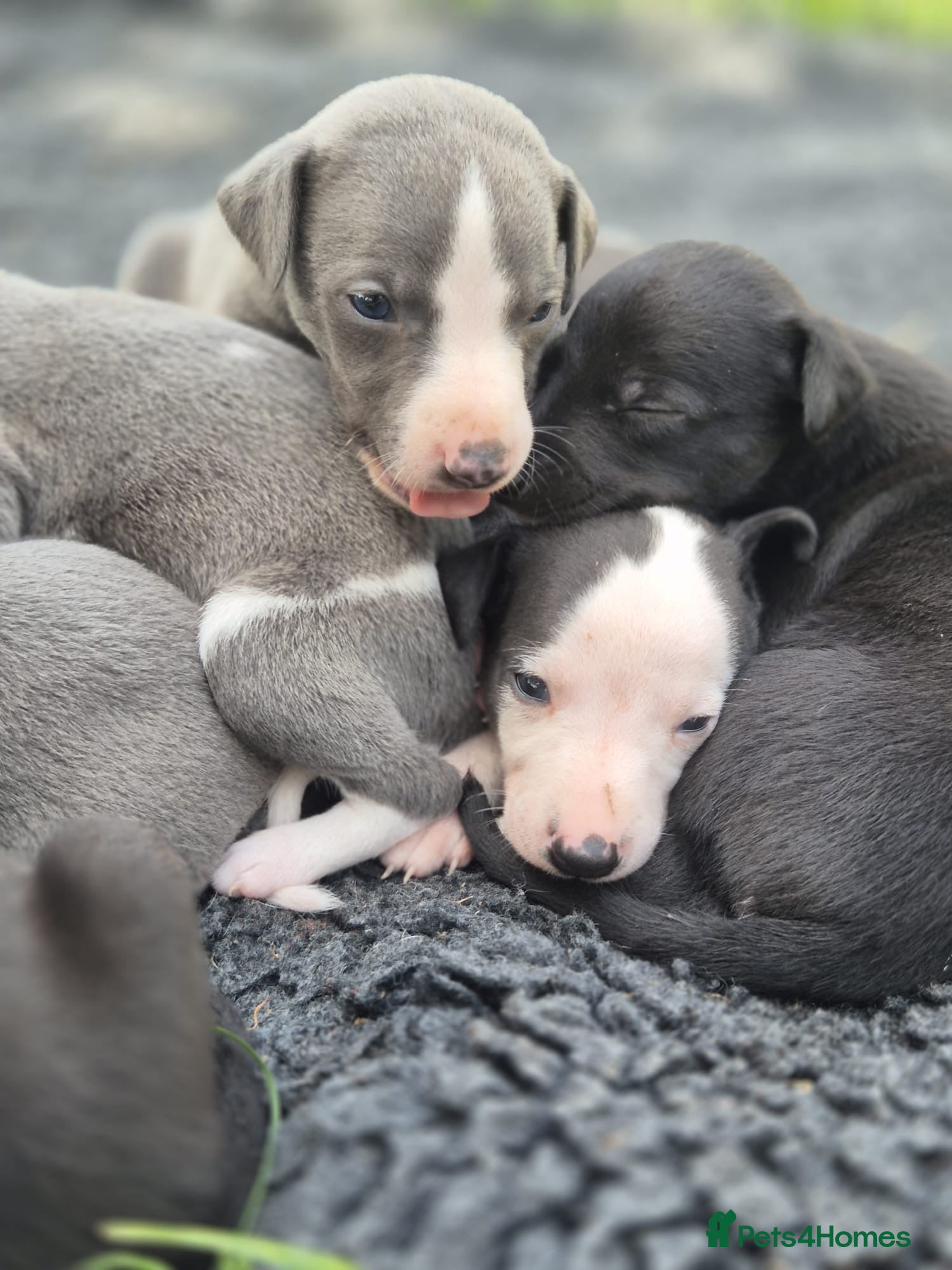 Whippet dogs for sale: Summer’s lovely puppies  in North Tawton - Advert 10