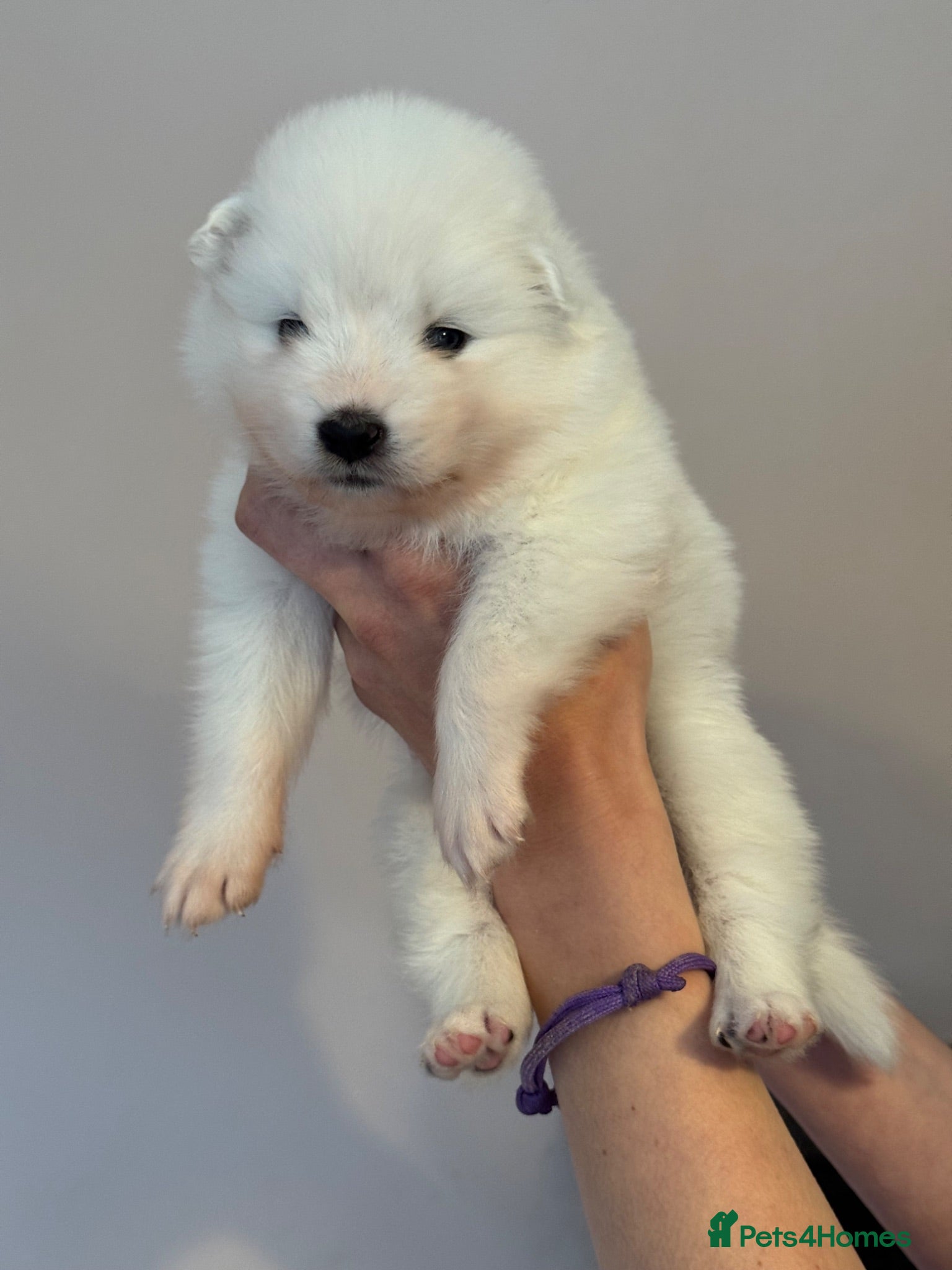 Samoyed dogs Beautiful bear-faced Samoyeds from homebred litter - Advert 2