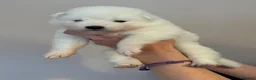 Samoyed dogs for sale: Beautiful bear-faced Samoyeds from homebred litter - Advert 1