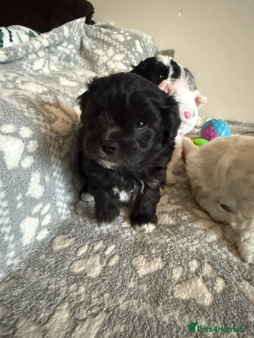 Maltipoo dogs for sale: Exceptional Genuine F1 Maltipoo puppies  - Advert 11